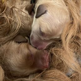 Goldendoodle Puppies from Missoula Family Goldendoodles