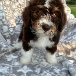 Rebekah - Tri-color female Bernedoodle puppy in Oologah, Oklahoma from Timber Hills Poodles and Doodles