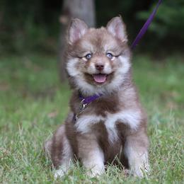 Poppy - Red and white female Pomsky puppy in Missouri from Husky Hill Kennel