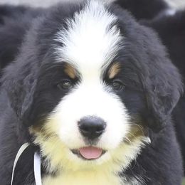 Bernese Mountain Dogs and Golden Retrievers from Gold Point Pups