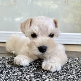 Reese - Wheaten female Miniature Schnauzer puppy in Canyon Lake, Texas from Chambers Schnauzers