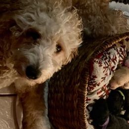 Goldendoodles from The Golden Star Doodle