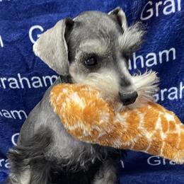 Bernese Mountain Dogs and Miniature Schnauzers from Water Oak Farm