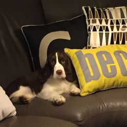 English Springer Spaniel Puppies from Polesitter English Springer Spaniels