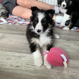 Maroon girl - Border Collie puppy in Jonesboro, Arkansas from Hampton Border Collies