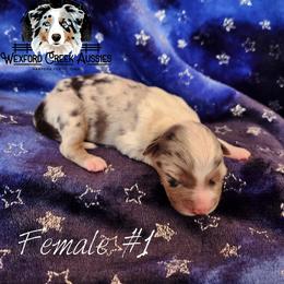 Girl 1 - female Australian Shepherd puppy in Harpers Ferry, Iowa from Wexford Creek Aussies, LLC