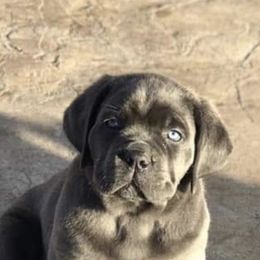 Cane Corso Puppies from Fedele's Cane Corso