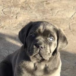 Cane Corso Puppies from Fedele's Cane Corso