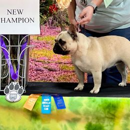 Paislee - French Bulldog