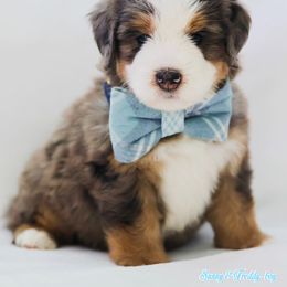 Lincoln - Blue merle male Aussiedoodle puppy in Diamond Bar, California from Furrytaildoodles