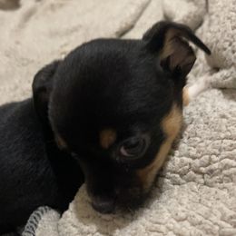 Chihuahua Puppies from Grandbaby Chihuahuas