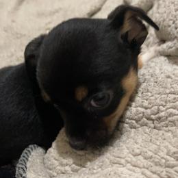 Chihuahua Puppies from Grandbaby Chihuahuas