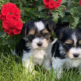 Biewer Terriers and Yorkshire Terriers from WB's Yorkies and Biewers