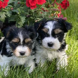 Biewer Terriers and Yorkshire Terriers from WB's Yorkies and Biewers