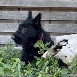 Irish Terrier and Scottish Terrier Puppies from Avonlea Terriers