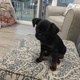 Brussels Griffon Puppies from Little Griffons