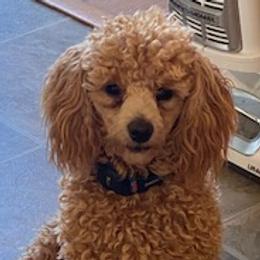 Poodles from Bordertown Poodle and Rescue