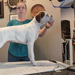 Malt - White Boxer puppy in Yulee, Florida from Bitty's Boxers