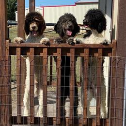 Poodle puppies from Nana’s North Texas Poodles
