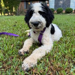 Payakan - Black and white male Bernedoodle puppy in Williamston, South Carolina from Sassy Bob’s Dogs