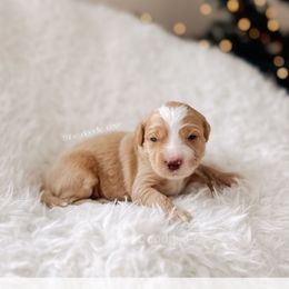 Drummer - 12 Days of Christmas - Apricot male Goldendoodle puppy in Syracuse, Indiana from The Doodle Cove