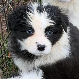 BECK - Black and white male Border Collie puppy in Lakeview, Michigan from Haven Creek Farm