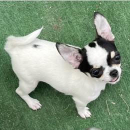 Chihuahua Puppies from Millers Chihuahuas