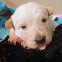 Wheaten Boy - Wheaten male Scottish Terrier puppy in Smiths Grove, Kentucky from Moore's We Little Farm AKC Scotties