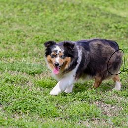 Cricket - Toy Australian Shepherd