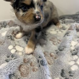 Miniature Australian Shepherd and Toy Australian Shepherd Puppies from Columbia Coast Toy & Mini Aussies