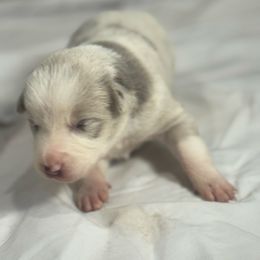 F2 - Lilac merle female Border Collie puppy in Meridian, Mississippi from Border Hollow Border Collies