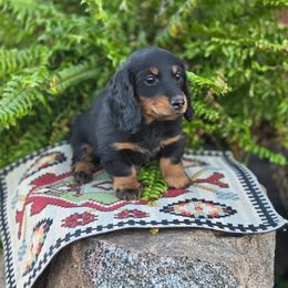 Lou 3500 - Black and tan female Dachshund puppy in Crystal, Michigan from Mare-bella Dachshunds