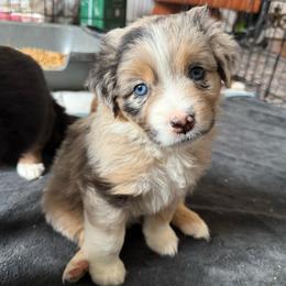Tempest - Blue merle female Miniature American Shepherd puppy in Phoenix, Arizona from Outlaw Minis