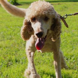 Sophie - Goldendoodle