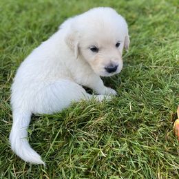 Golden Retriever Puppies from Silver Morning Farm