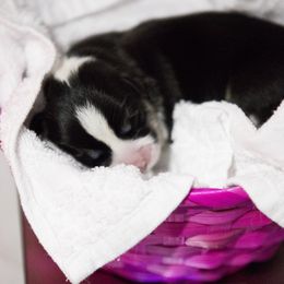 Pembroke Welsh Corgi Puppies from Cosmere Corgis