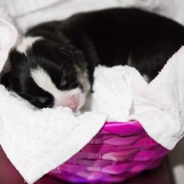 Pembroke Welsh Corgi Puppies from Cosmere Corgis
