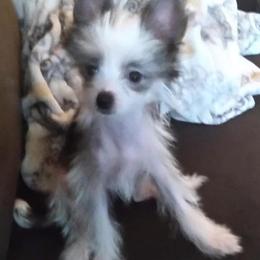 Chihuahua and Chinese Crested Puppies from Western Kentucky Chihuahua’s and Chinese Crested’s