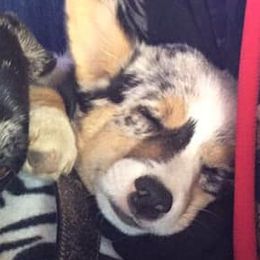 American Corgis and Pembroke Welsh Corgis from TZ's Corgis