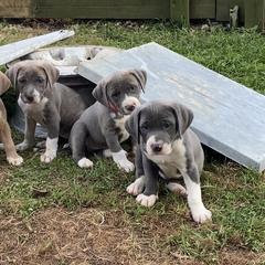 Mountain Cur Puppies from Walnut Ridge Mountain Curs
