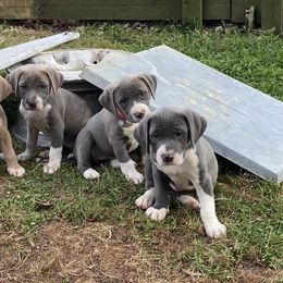 Mountain Cur Puppies from Walnut Ridge Mountain Curs