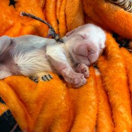Joy - White female Miniature Schnauzer puppy in Hemet, California from Journee Home Mini Schnauzers