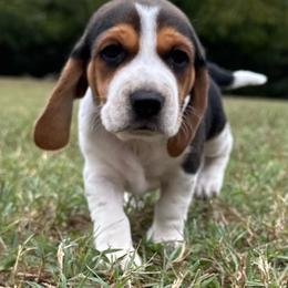 AKC Luca - Black tan and white male Beagle puppy in Rogersville, Missouri from Hales Little Beagle Haven