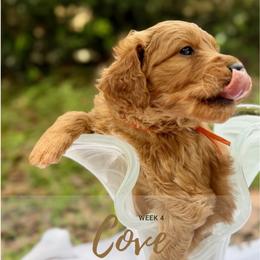 Mr. Cove - Parti male Goldendoodle puppy in Pensacola, Florida from Ruby Pupper Doodles
