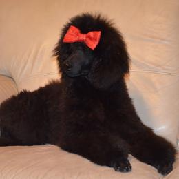 Poodle Puppies from D and D Standard Poodles