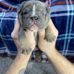 "Blue tri male one" Bulldog Puppies from Lexie's Bulldogs