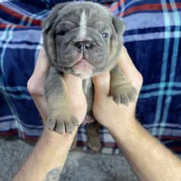 "Blue tri male one" Bulldog Puppies from Lexie's Bulldogs