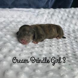 Cream Brindle Girl 3 - Cream female Dachshund puppy in Pauls Valley, Oklahoma from Simply Happy Dachshunds