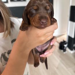 Chanel - Chocolate and tan female Dachshund puppy in Tomball, Texas from Gutierrez House of Doxies