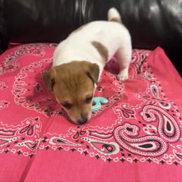 Girl 2 Bella - Brown and white female Jack Russell Terrier puppy in Greeneville, Tennessee from Wampler Jacks